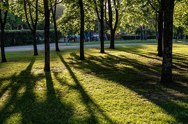 桦木树叶子分支机构黑暗背景太阳射线日出公园场景娱乐和平