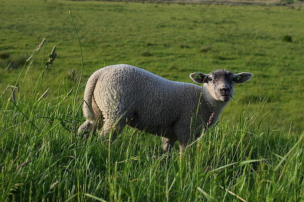 羊放牧草地