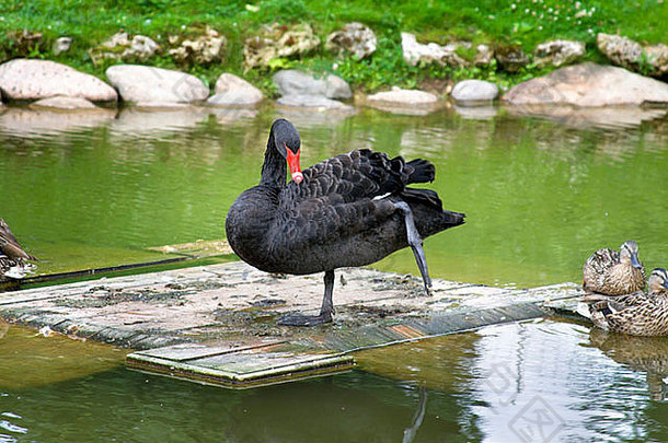 美丽的黑色的天鹅站木董事会池塘自然公园城市cesi拉脱维亚