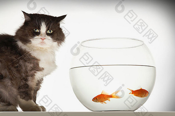 猫坐着鱼缸金鱼