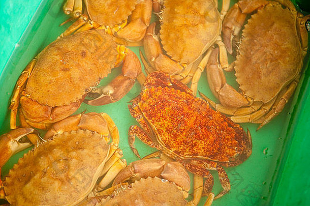 生活螃蟹出售港海鲜节日圣诞老人芭芭拉加州曼联州美国