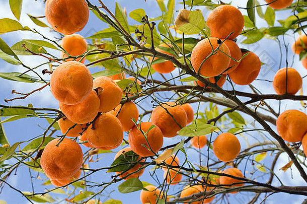 苦橙子树塞维利亚西班牙