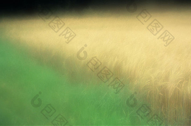 大气边缘场成熟的金发女郎划船大麦大麦制与长郁郁葱葱的草
