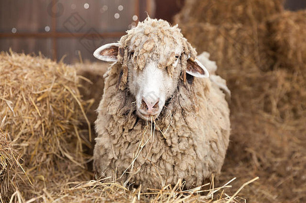 有趣的羊肖像羊杂草丛生的头发自然背景