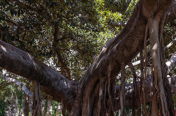 根树干分支机构热带榕属植物树公园锡拉丘兹西西里
