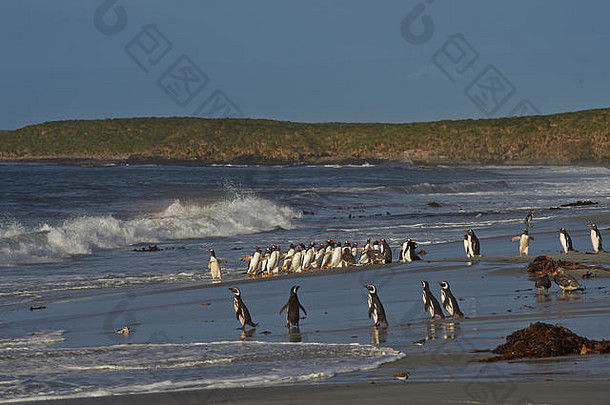 大集团Gentoo企鹅Pygoscelis巴布亚返回土地短早期早....游泳海“海狮岛福克兰群岛