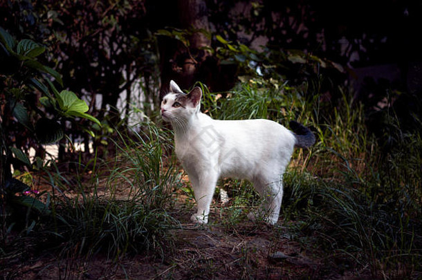 白色猫花园