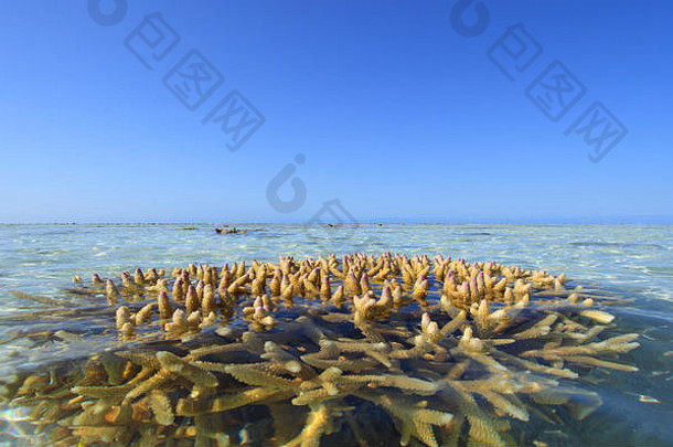 珊瑚博<strong>米露</strong>头礁周围热带岛海岸澳大利亚