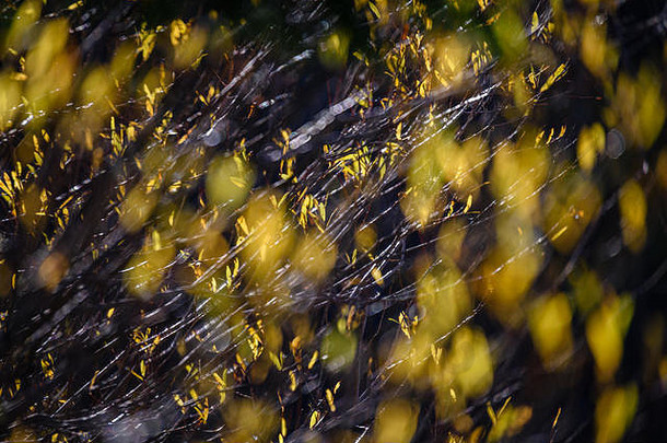 秋天黄金彩色的叶子明亮的阳光森林黑暗模糊背景