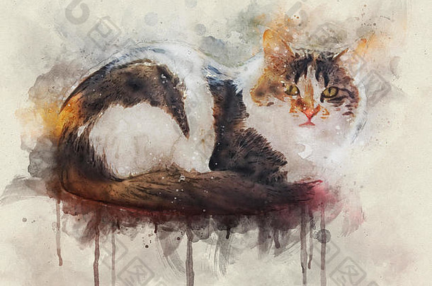 肖像印花棉布的猫首页印花棉布的猫国内猫发现了particolored外套主要是白色补丁