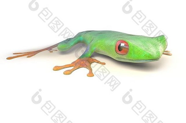 红色的眼树青蛙热带热带雨林科斯塔黎加孤立的白色红眼callidrias插图