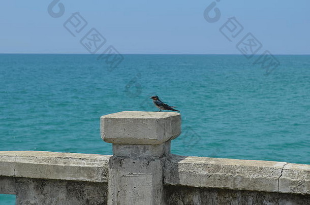 金丝燕坐着墙码头pilai海滩泰国亚洲