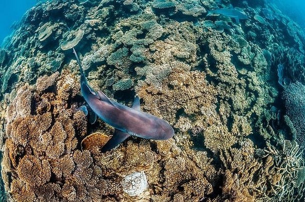 礁鲨鱼游泳和平清晰的蓝色的水珊瑚礁
