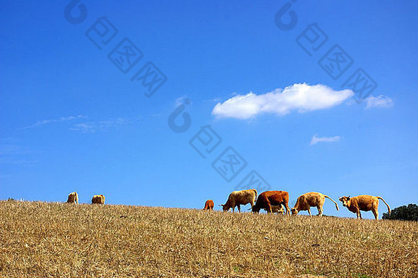 牛吃草干场