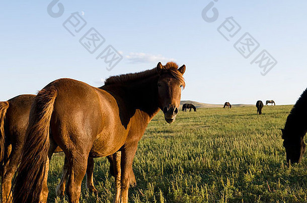 马漫游巨大的蒙古草原