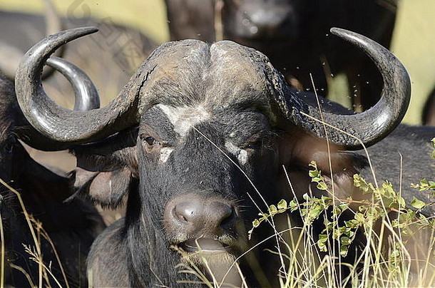 照片非洲水牛头面对相机坐草