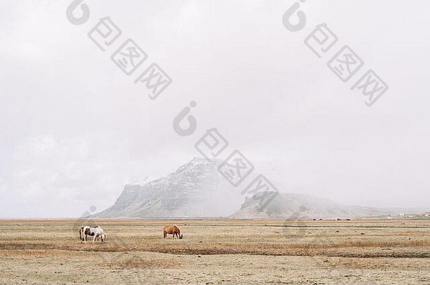 马吃草场背景白雪覆盖的山史诗框架冰岛马品种马种植冰岛