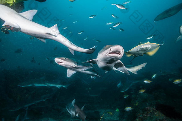 带状猎犬鲨三亚基斯scyllium带状角鲨无害的鲨鱼它立山汽巴日本