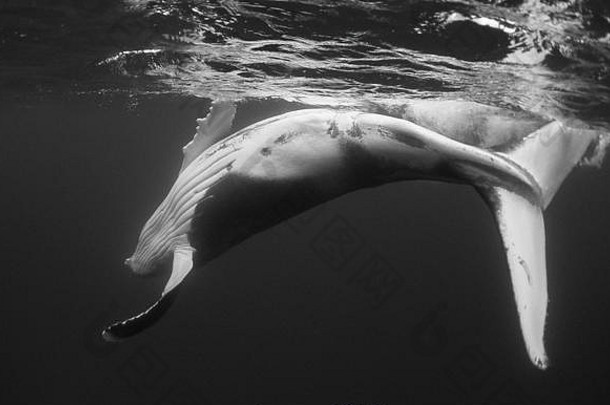 座头鲸鲸鱼小腿玩表面汤加