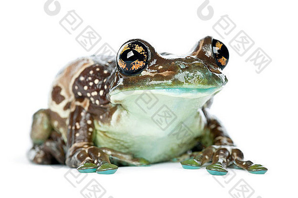 亚马逊牛奶青蛙颅骨resinifictrix肖像白色背景