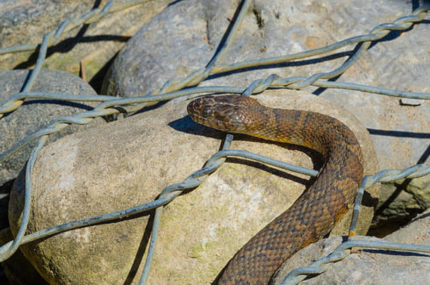 北部水蛇尼罗迪亚西佩顿大长达常见的蛇家庭游蛇科沐浴阳光《连线》杂志岩石