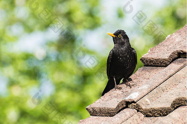 黑鸟坐在<strong>屋顶</strong>