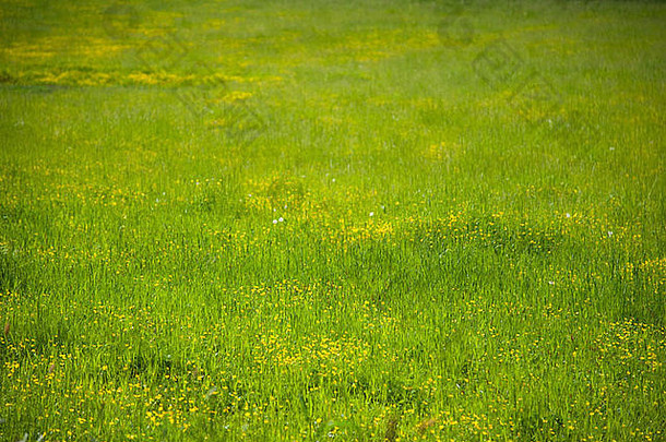 特写镜头绿色草黄色的花草地