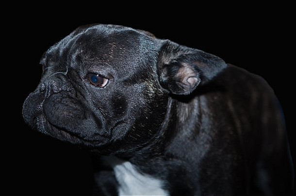 美丽的法国斗牛犬狗头肖像可爱的表达式皱纹脸站看