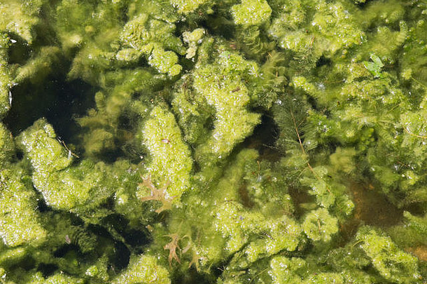 特写镜头藻类增长水表面赫里克湖自然保存惠顿伊利诺斯州