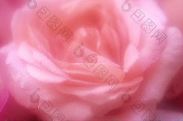 大气关闭花头苍白的粉红色的玫瑰蔷薇属
