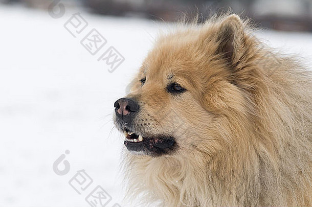 厚颜无耻的棕色（的）欧 亚狗口开放雪背景