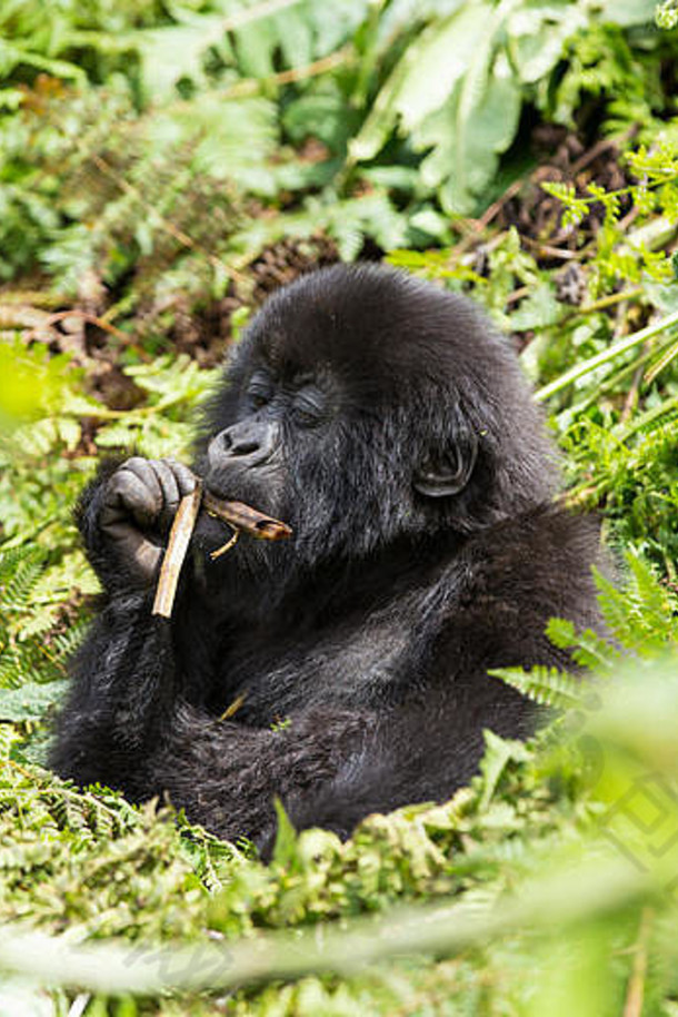 婴儿大猩猩卢旺达