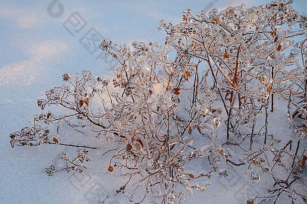 厚冰spirea植物冬天雪冻结雨冰风暴多伦多