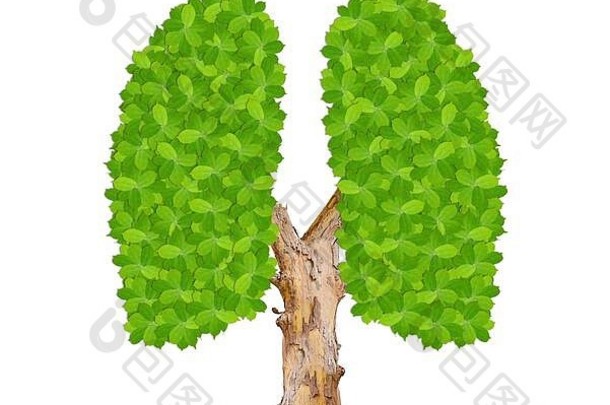 绿色叶子肺象征生态清洁环境孤立的白色