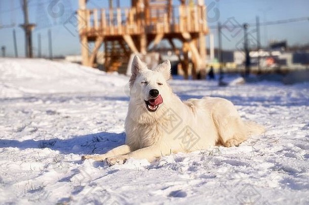 动物冬天雪狗走明亮的阳光明媚的一天