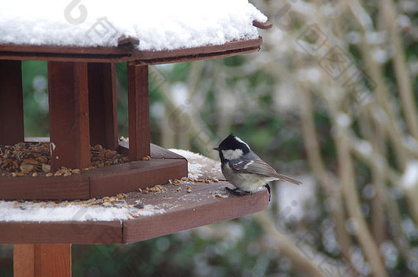 白雪覆盖的鸟给料机冬天麻雀食物