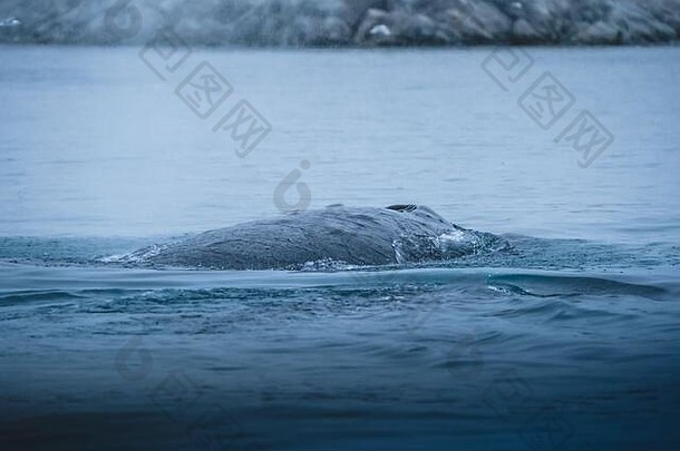 座头<strong>鲸鲸</strong>鱼潜水大西洋<strong>海</strong>洋伊卢利萨特多雨的天气潜水<strong>海</strong>洋喂养蓝色的水打击照片