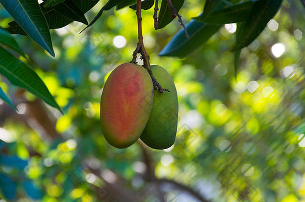 美味的芒果水果生长树芒果种植园