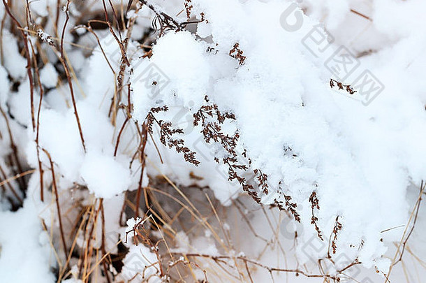 冬天自然片段干草覆盖雪