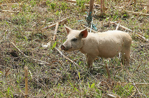 免费的范围猪农民牧场科塔卡奇厄瓜多尔