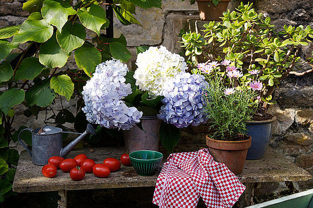 花瓶苍白的蓝色的绣球花红色的检查布乡村花园表格成熟的西红柿能粉红色的雏菊