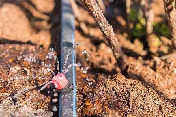 喷水灭火系统系统滴灌溉浇水草坪滴灌溉系统关闭水储蓄滴灌溉系统有机