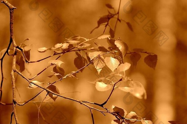 年轻的桦木叶子基斯<strong>太阳</strong>春天一天自然背景棕色（的）颜色健美的