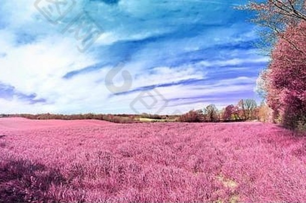美丽的色彩斑斓的幻想景观亚洲紫色的红外照片风格