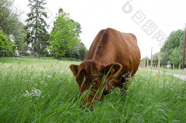 棕色（的）牛吃草场夏天农场