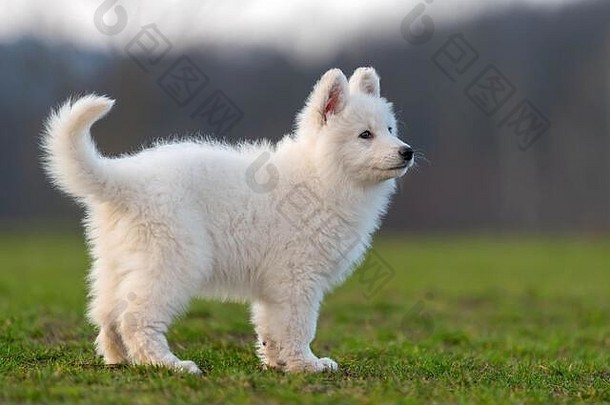 小狗有趣的可爱的白色瑞士牧羊人狗肖像草地