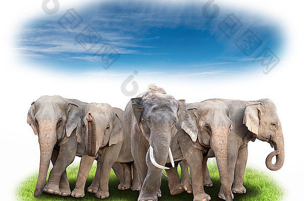 集团亚洲大象绿色草蓝色的天空