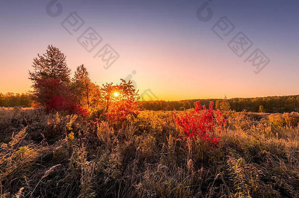 日出场草布什红色的叶子覆盖霜早期秋天早....树背景景观