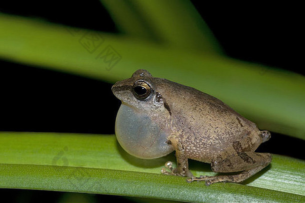 菲劳图斯Wynaadensis布什青蛙物种南部西方高止山脉