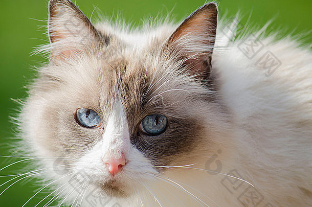 如图所示惊人的布偶猫猫令人惊异的蓝色的眼睛